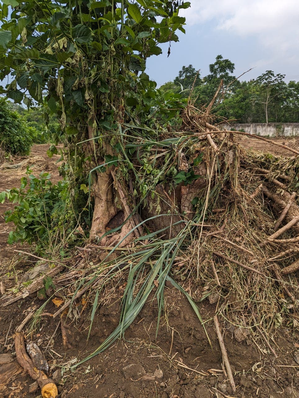 São Tomé and Príncipe - Image 5
